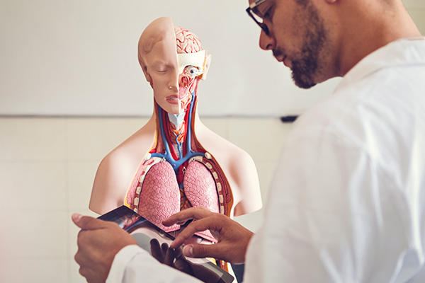 Doctor using ipad with medical mannequin